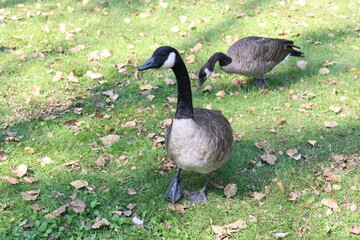 Canadian goose