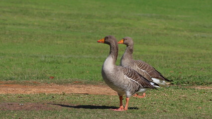 Two greylag geese, Anser anser, standing on the grass