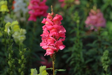 Pink Antirrhinum majus flower in the garden.