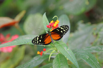 Macro image of a Tiger Longwing Butterfly on a Yellow Sage bloom, England
