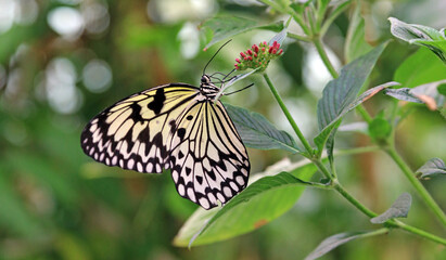 Obraz premium Macro side view of a Rice Paper Butterfly, England 