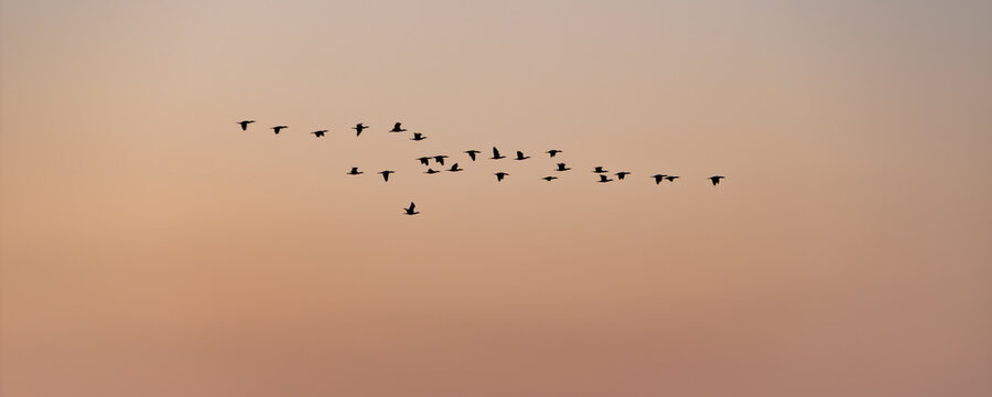 夕焼けの空をV字の隊列で飛ぶ渡り鳥のシルエット