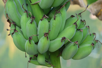 Closed up Green Bananas on tree agriculture organic in the farm