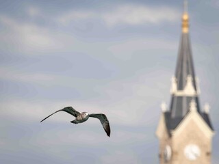 Gull in flight by the church