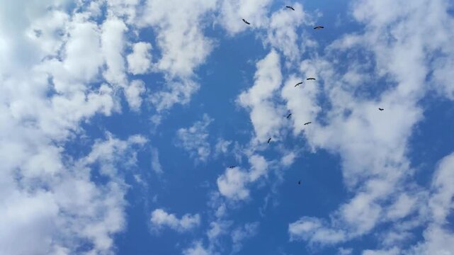 beautiful tranquil short horizontal video with no people of flock of birds storks flying in the cloudy sky silhouette hd resolution high quality perfect for campaigns