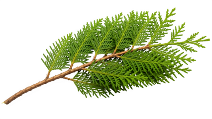 Green coniferous tree branch isolated on transparent background