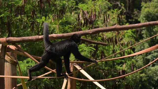 Spider monkey, monkeys filmed in slow motion at a zoo in Brazil, 4k, natural light, slow motion, selective focus.