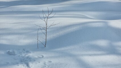 beautiful winter landscape with a tree
