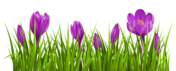 purple crocus flowers