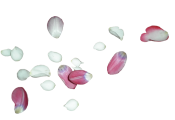 vector illustration of a tulip