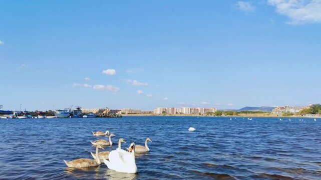 A beautiful flock of swans with baby little swans swimming eating with no people horizontal perfect for campaigns hd high resolution video on a sunny day with blue sky