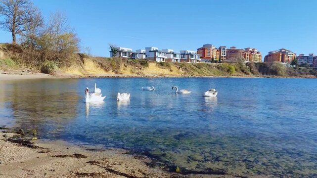 A beautiful flock of swans with baby little swans swimming eating with no people horizontal perfect for campaigns hd high resolution video on a sunny day with blue sky