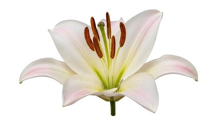 White lily flower with green center and brown stamene stamenia on white.