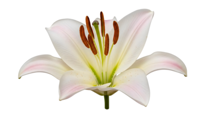 White lily flower with green center and brown stamene stamenia on white.