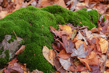 Naklejka premium Forest Moss and Autumn Leaves, Bryophyta, woodland ground nature