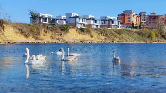 A beautiful flock of swans with baby little swans swimming eating with no people horizontal perfect for campaigns hd high resolution video on a sunny day with blue sky