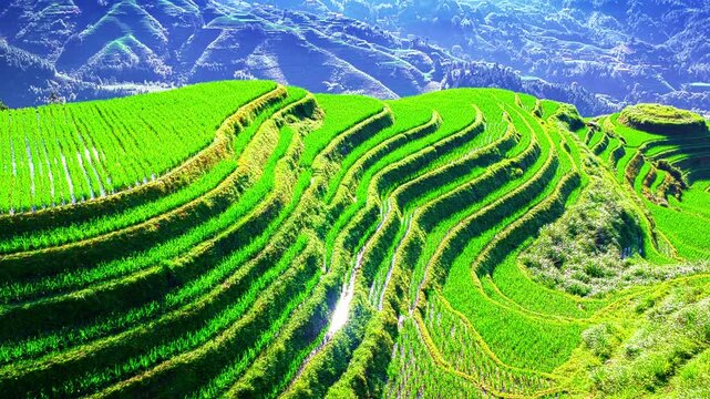Aerial shot of the lush green rice terraces during a bright sunny day.