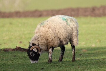 Obraz premium Sheep in a field in spring