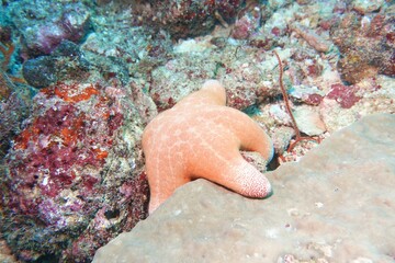 Starfish in the Andaman Sea – Thailand  © Markus S.