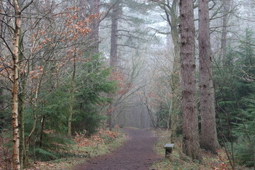 Obraz premium Path through a woodland in winter
