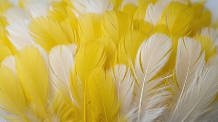 Close-up of yellow and white feathers, creating a soft, textured pattern