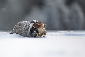 European Badger Meles meles drags mallard prey across snowy field at dawn © michal