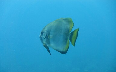 Orbicular Batfish in the Andaman Sea – Thailand © Markus S.