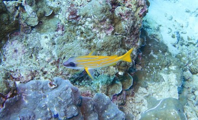 Bluestriped Snapper in the Andaman Sea – Thailand © Markus S.