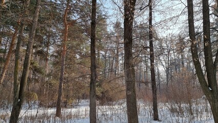 beautiful shot of snowy forest

