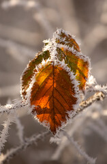Zamarznięte liście Buka w porannym słońcu, szadź, przymrozek, tapeta.