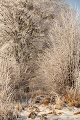  Mroźny Poranek: Stare Dęby i Oszroniona Łąka