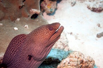 Moray in the Andaman Sea &ndash; Thailand
