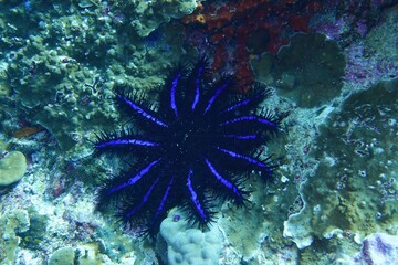 Obraz premium Starfish in the Andaman Sea – Thailand 