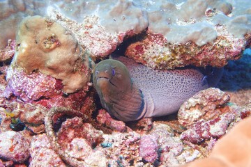 Moray in the Andaman Sea – Thailand © Markus S.