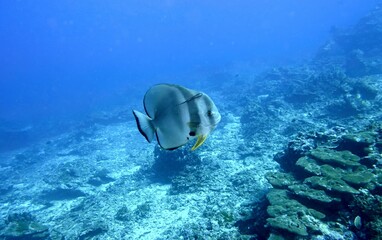 Orbicular Batfish in the Andaman Sea – Thailand © Markus S.