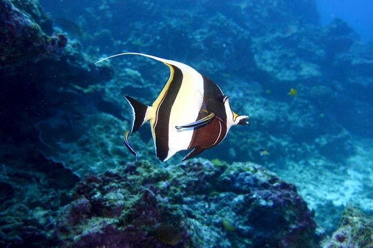 Beautiful Moorish Idol Fish in the Andaman Sea &ndash; Thailand