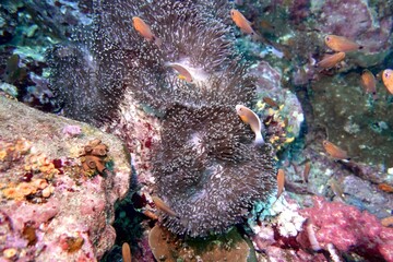 Clownfish (Nemo) in the Andaman Sea – Thailand  © Markus S.