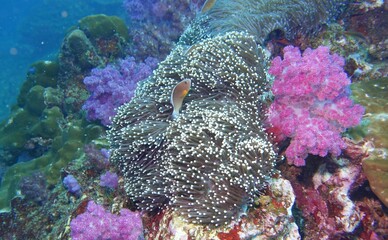 Clownfish (Nemo) in the Andaman Sea – Thailand  © Markus S.