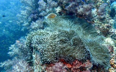 Clownfish (Nemo) in the Andaman Sea – Thailand  © Markus S.