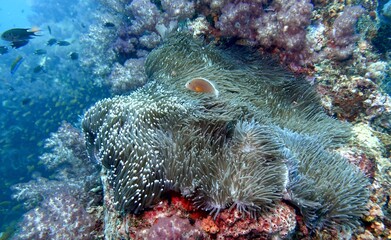 Clownfish (Nemo) in the Andaman Sea – Thailand  © Markus S.