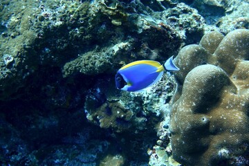 Powderblue Surgeonfish in the Andaman Sea &ndash; Thailand