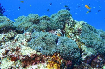 Clownfish (Nemo) in the Andaman Sea – Thailand  © Markus S.