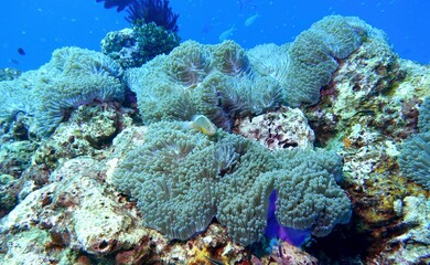 Clownfish (Nemo) in the Andaman Sea – Thailand  © Markus S.