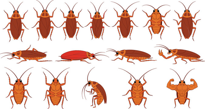 Cockroach insect collection set different poses anatomy cartoon pest illustration flat vector isolated on white background
