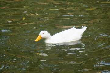 white duck swimming in the water