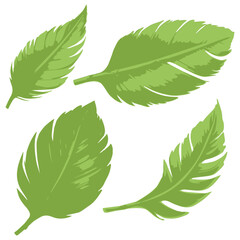 green leaves with white background