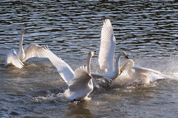白鳥の戯れ