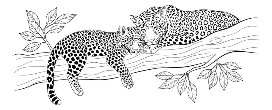 Line art illustration of two leopards depicting a peaceful rest on a tree branch for wildlife concepts