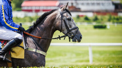 Gray racehorse with jockey before horse racing. Animal sport competition