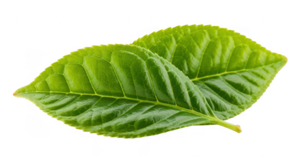 Two green leaves leaf plant nature isolated on a transparent background